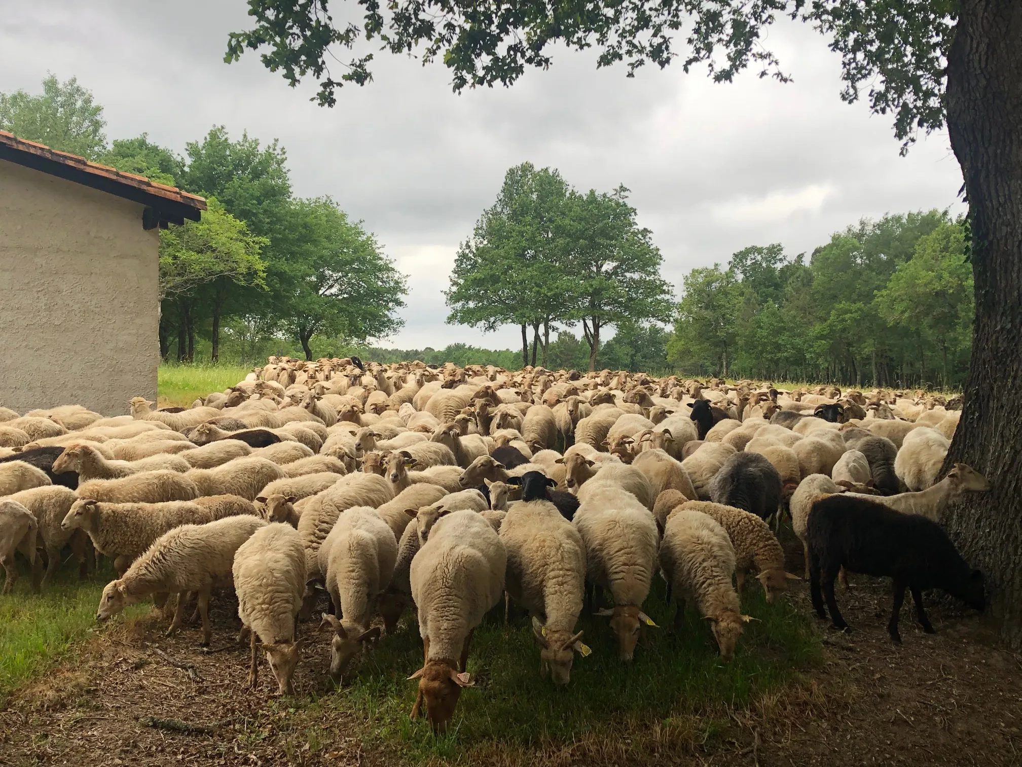 Schafe in der Dordogne